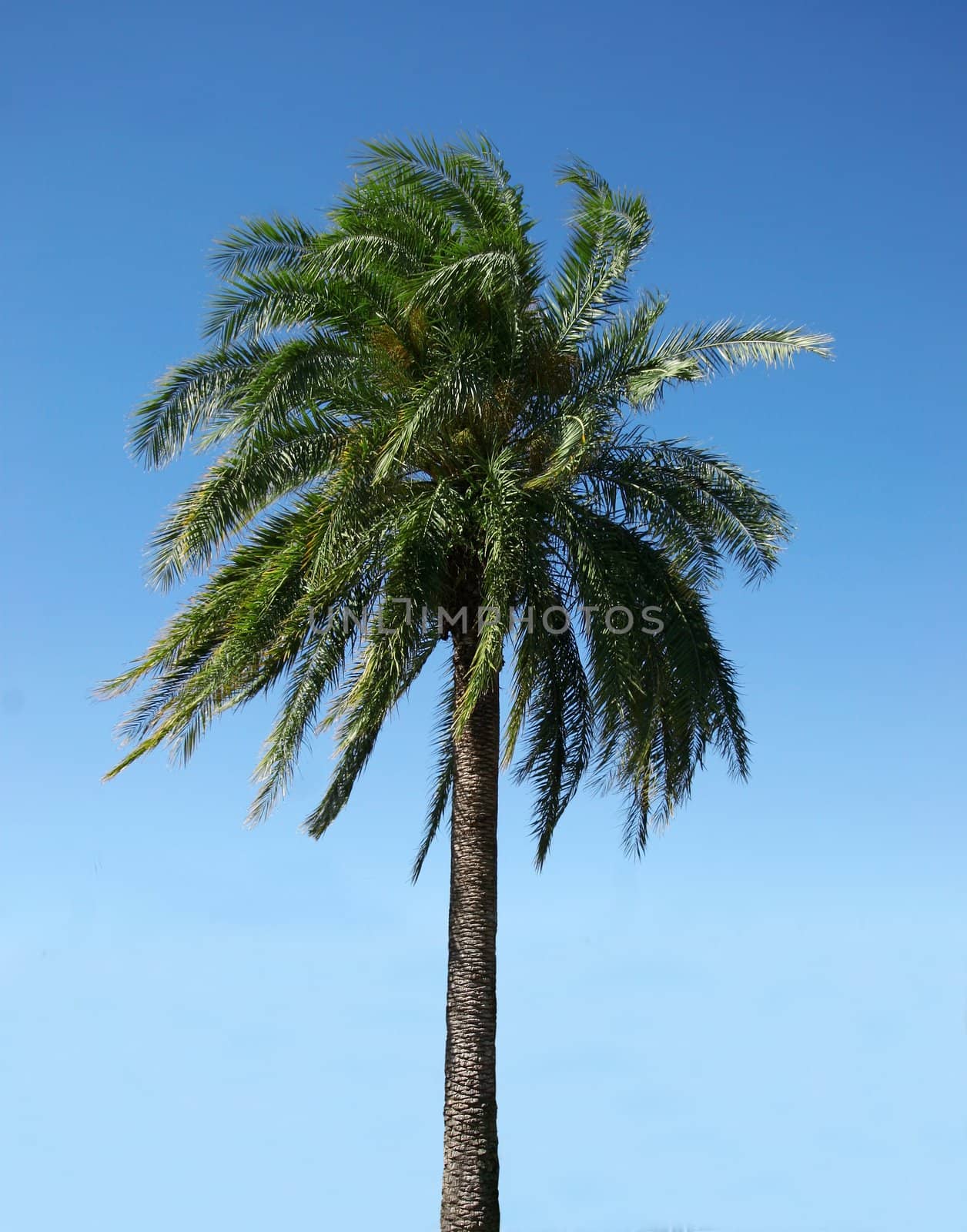 Healthy palmtree against a blue sky