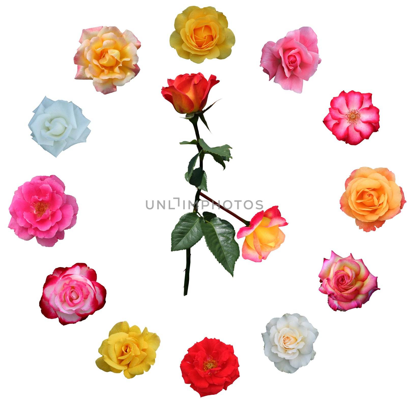 Clock face made of roses, with hands set at 4 o' clock on white background