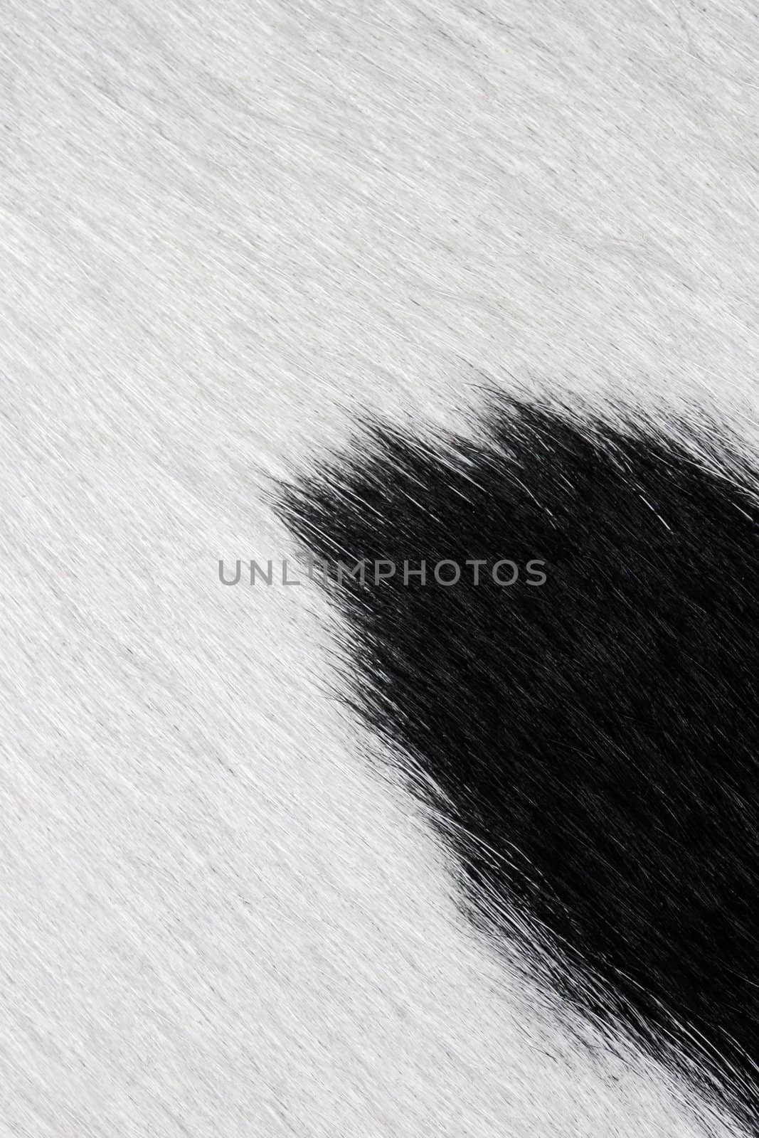 macro of black and white cowhide rug