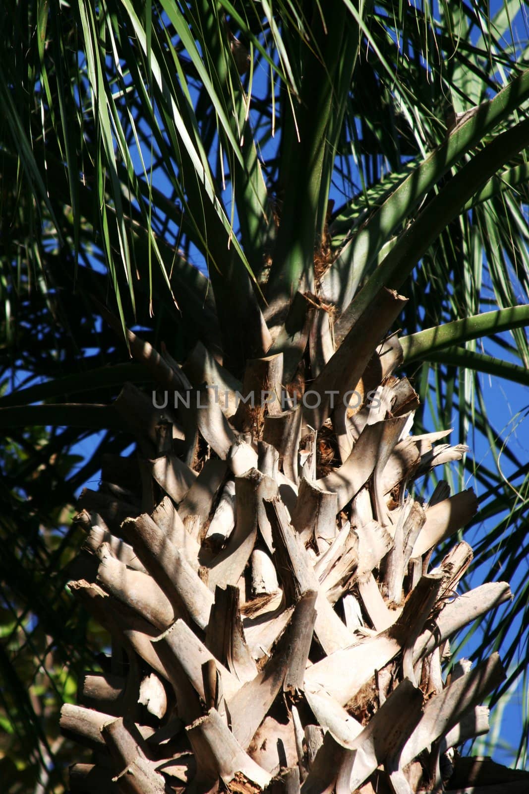 Palmtree providing a cooling shade on very hot summer day