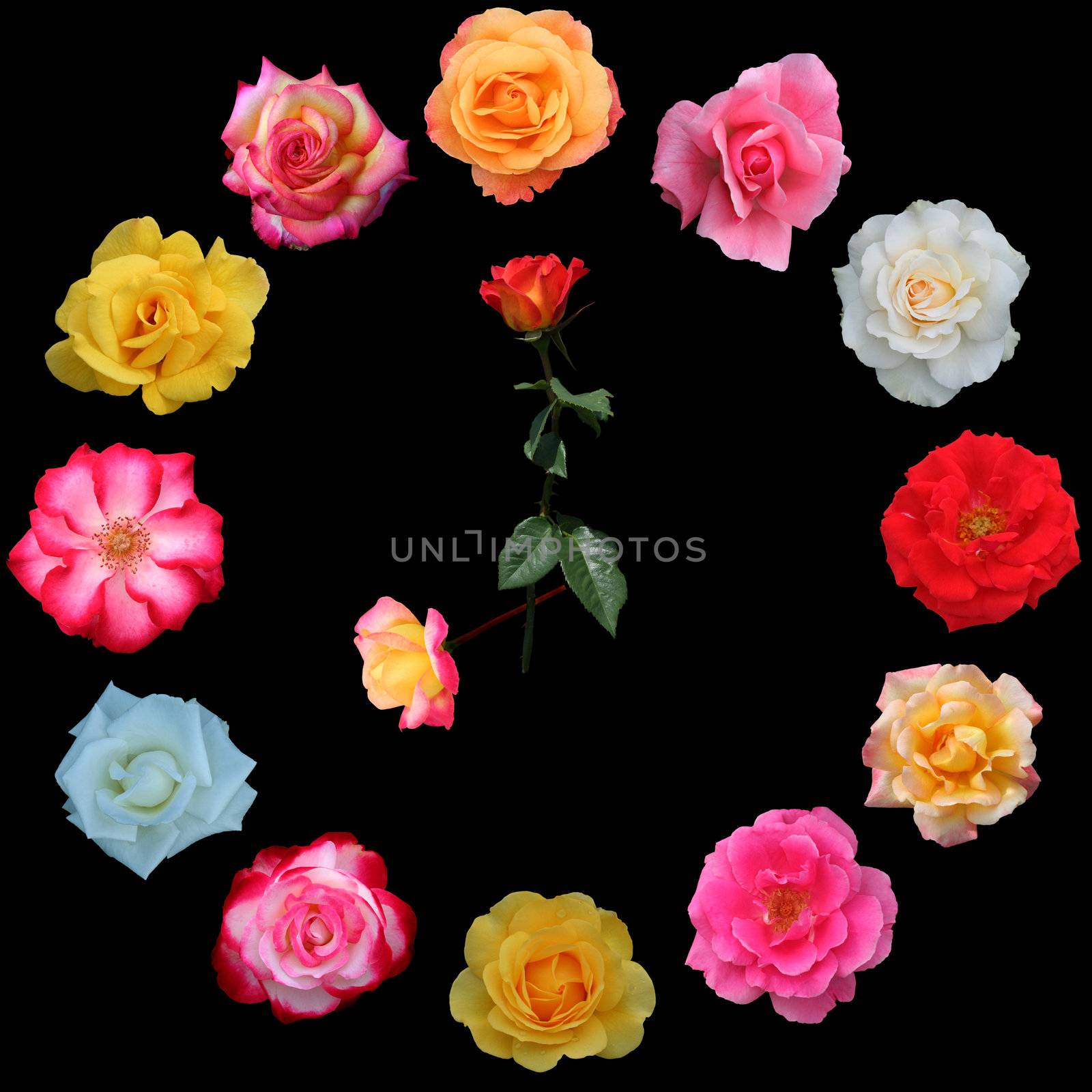 Clock face made of roses by jarenwicklund