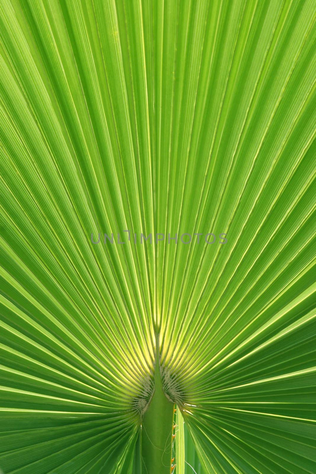 Palmtree texture lit from behind with natural sunlight - main focus on stem