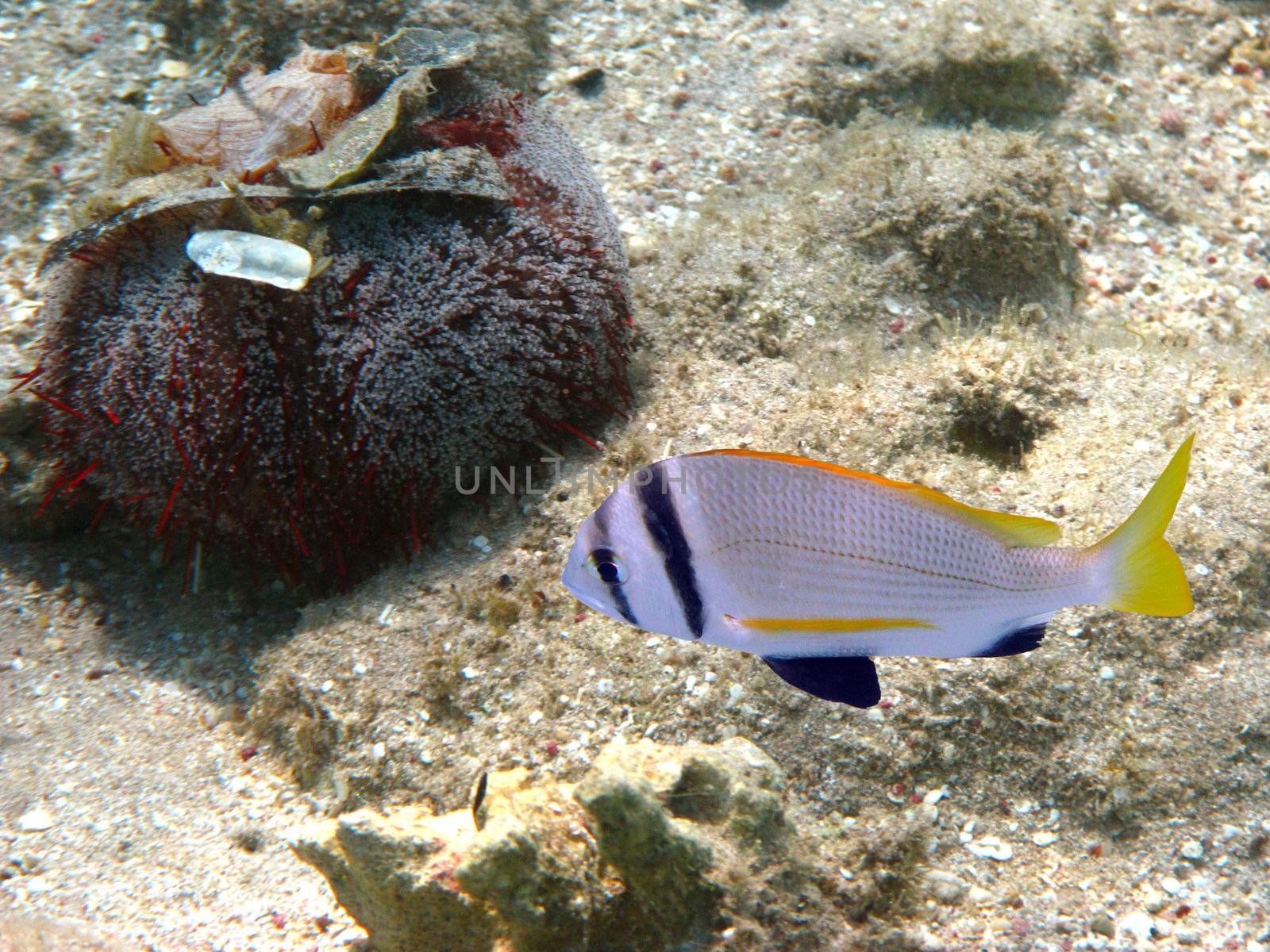 Tropical fish and sea urchin