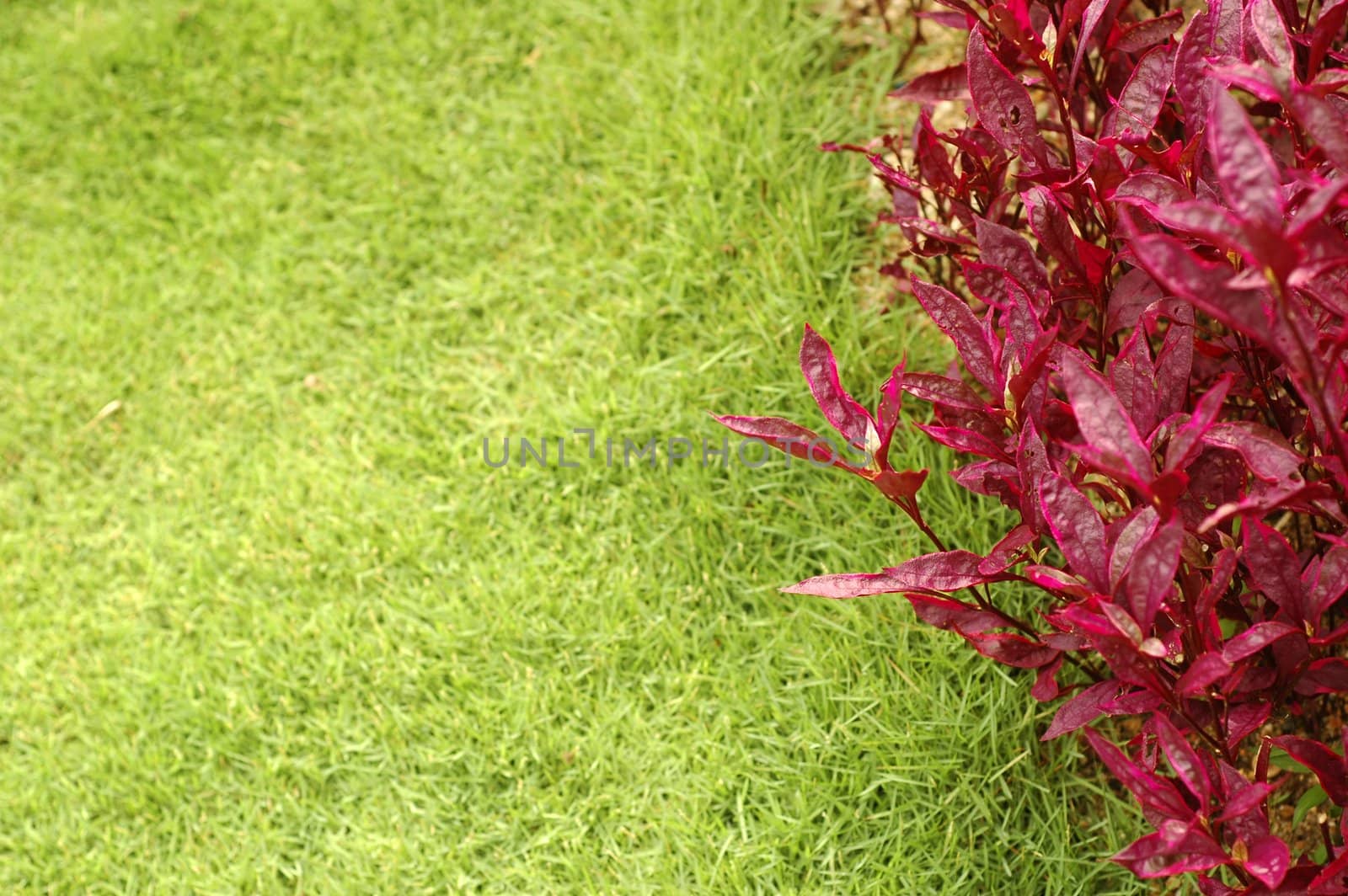 A red plants and green grass at park