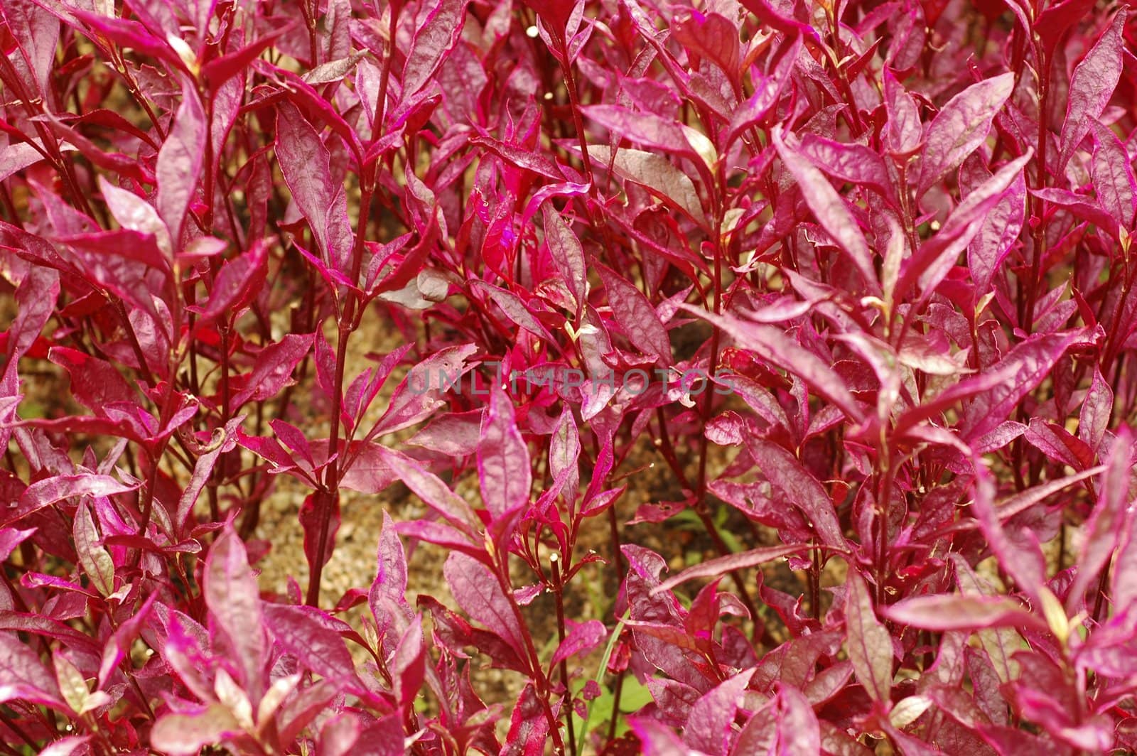 Red plants and leaves in the garden