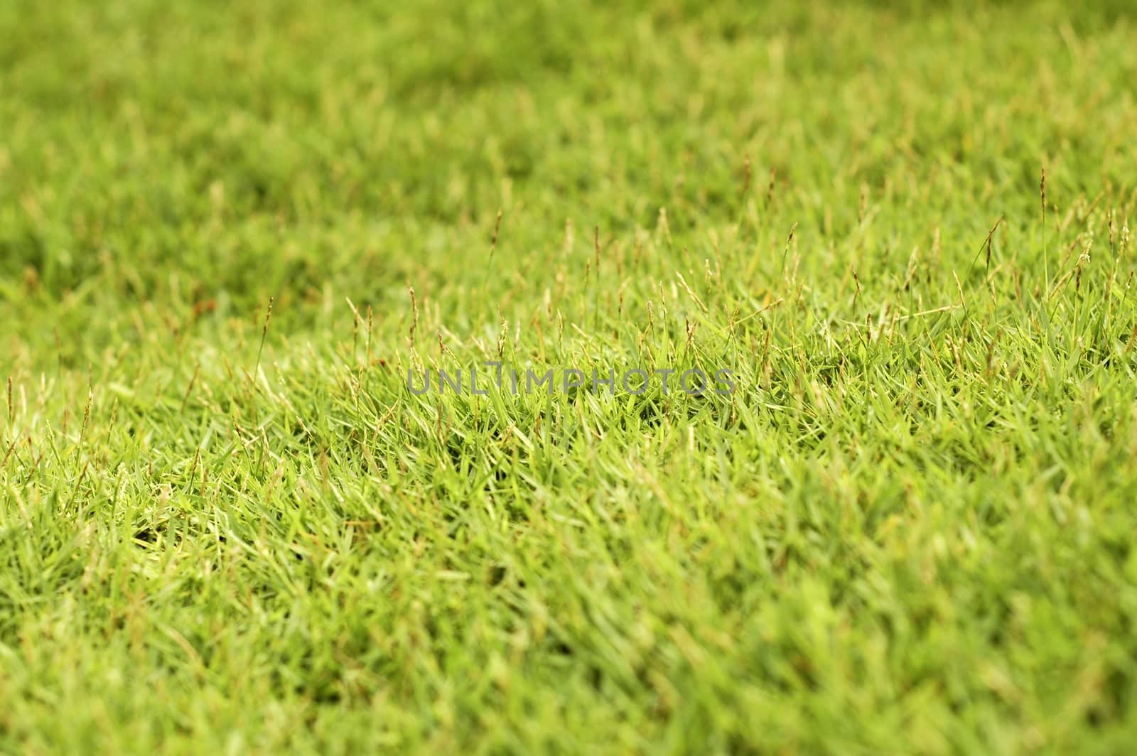 Green grass at park.shallow focus on grass