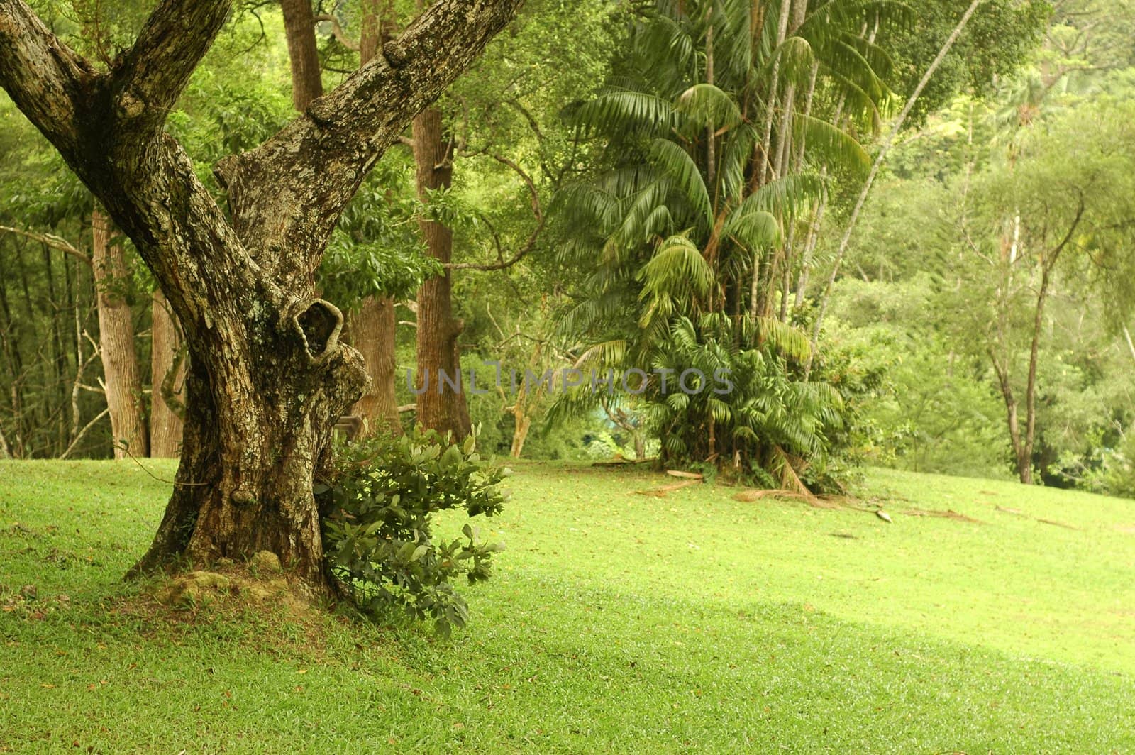 old trees and grass at park