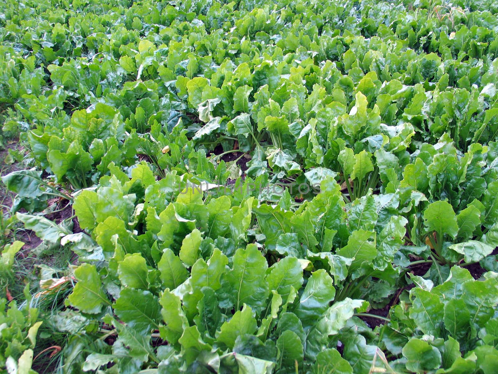 Field of green fresh sugar beets in the season just before harvest