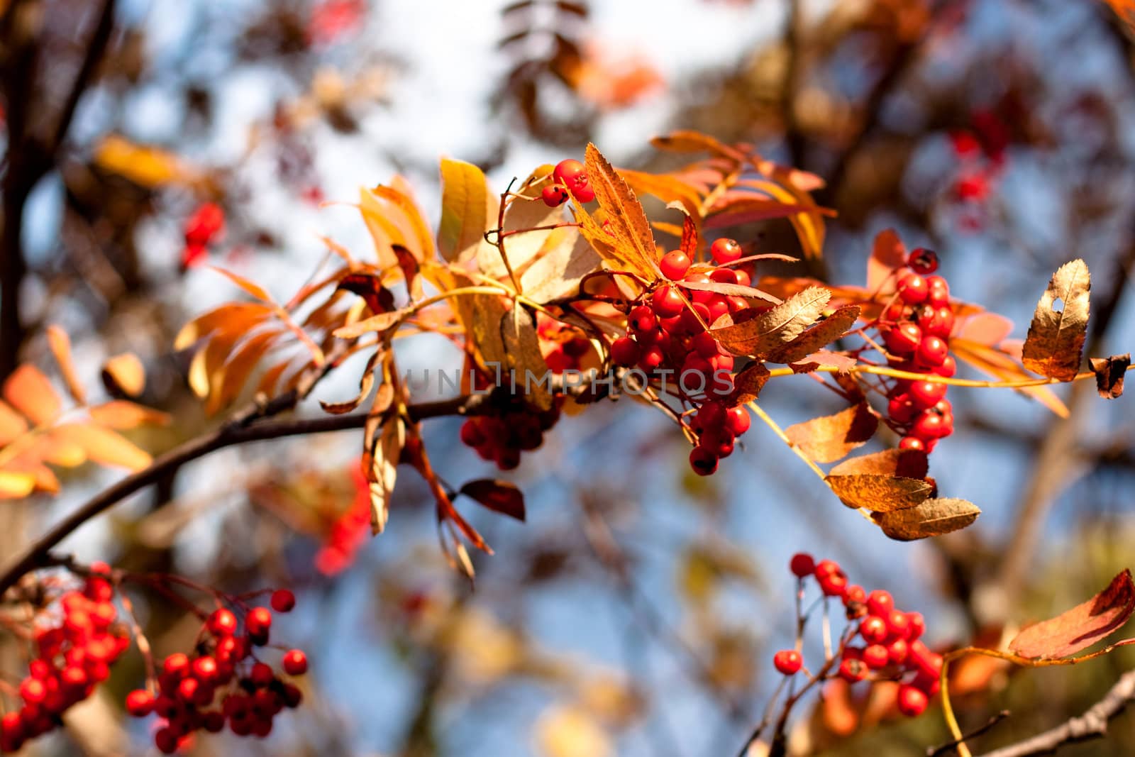 golen fall leaves and red ashberrys 
