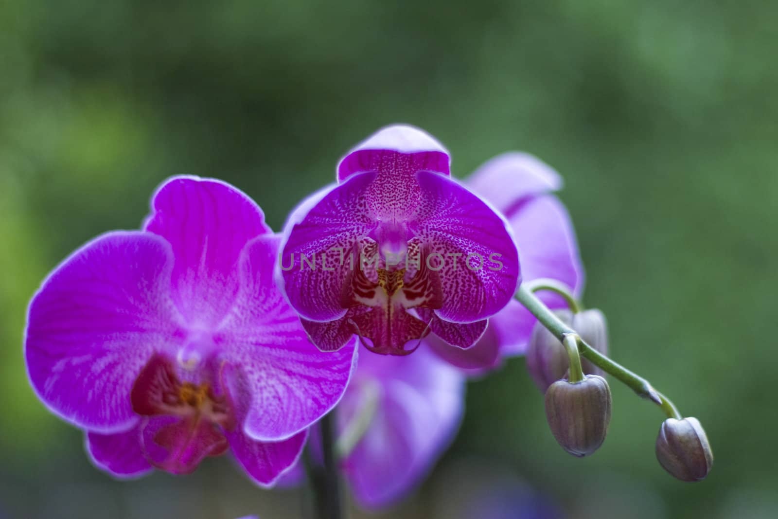 A beautiful orchid.