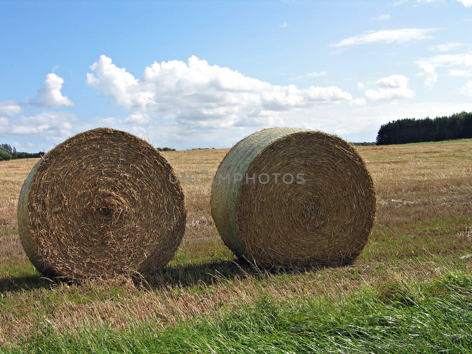 Two round haystacks after the harvest in the field