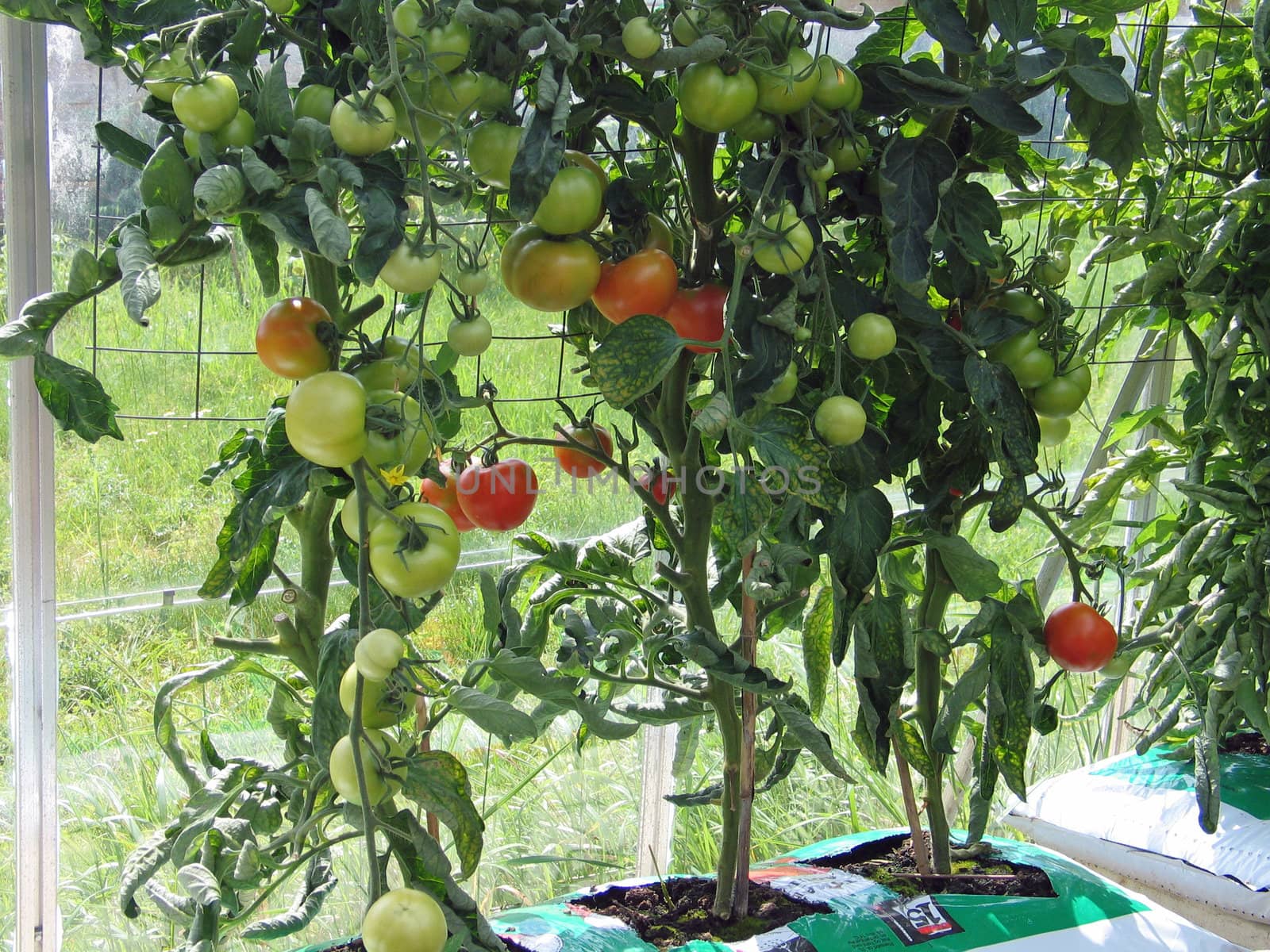 Tomatoes grow in a home greenhouse