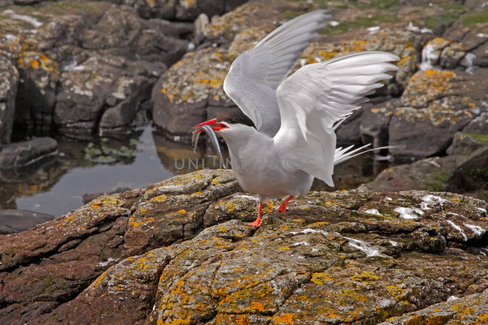 A male Arctic Tern lands with his catch, on the Farne Islands in Northumberland, England.