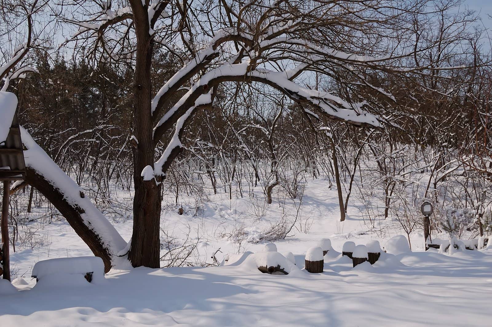 winter sun day in country, snow and trees