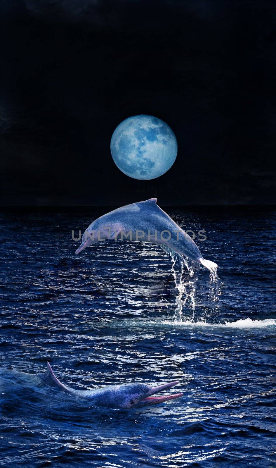 Dolphins playing in the moonlight