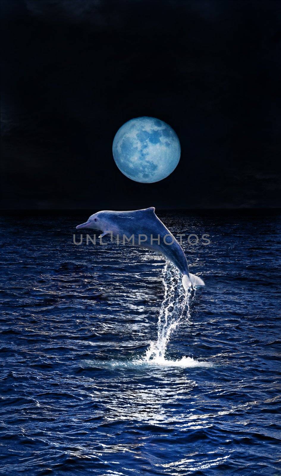 Dolphin playing in the moonlight