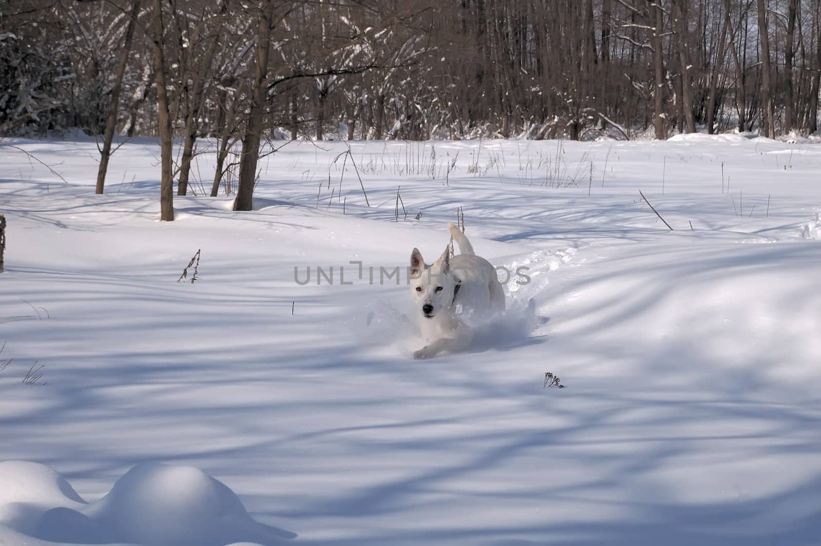 white dog in to snow by kasim