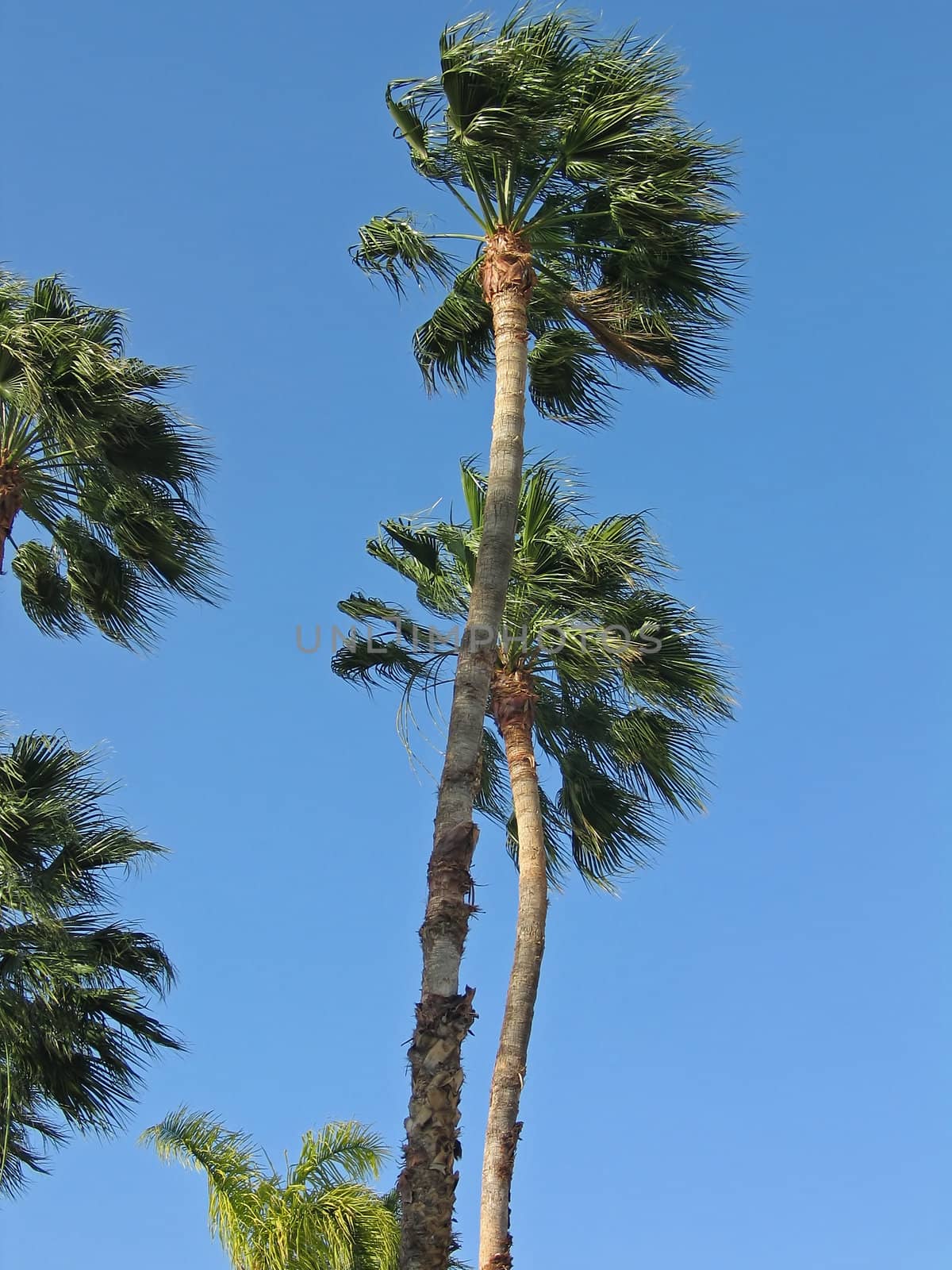 Palm trees from a down angle in a background of clear blue sky