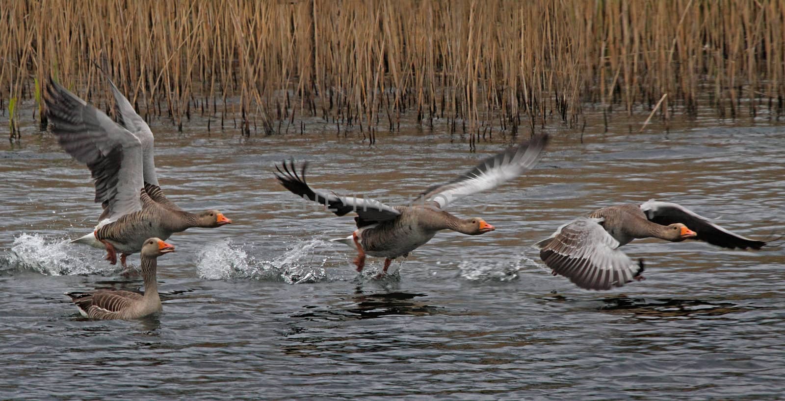 Greylag Geese take off from a lake in Essex, England.
