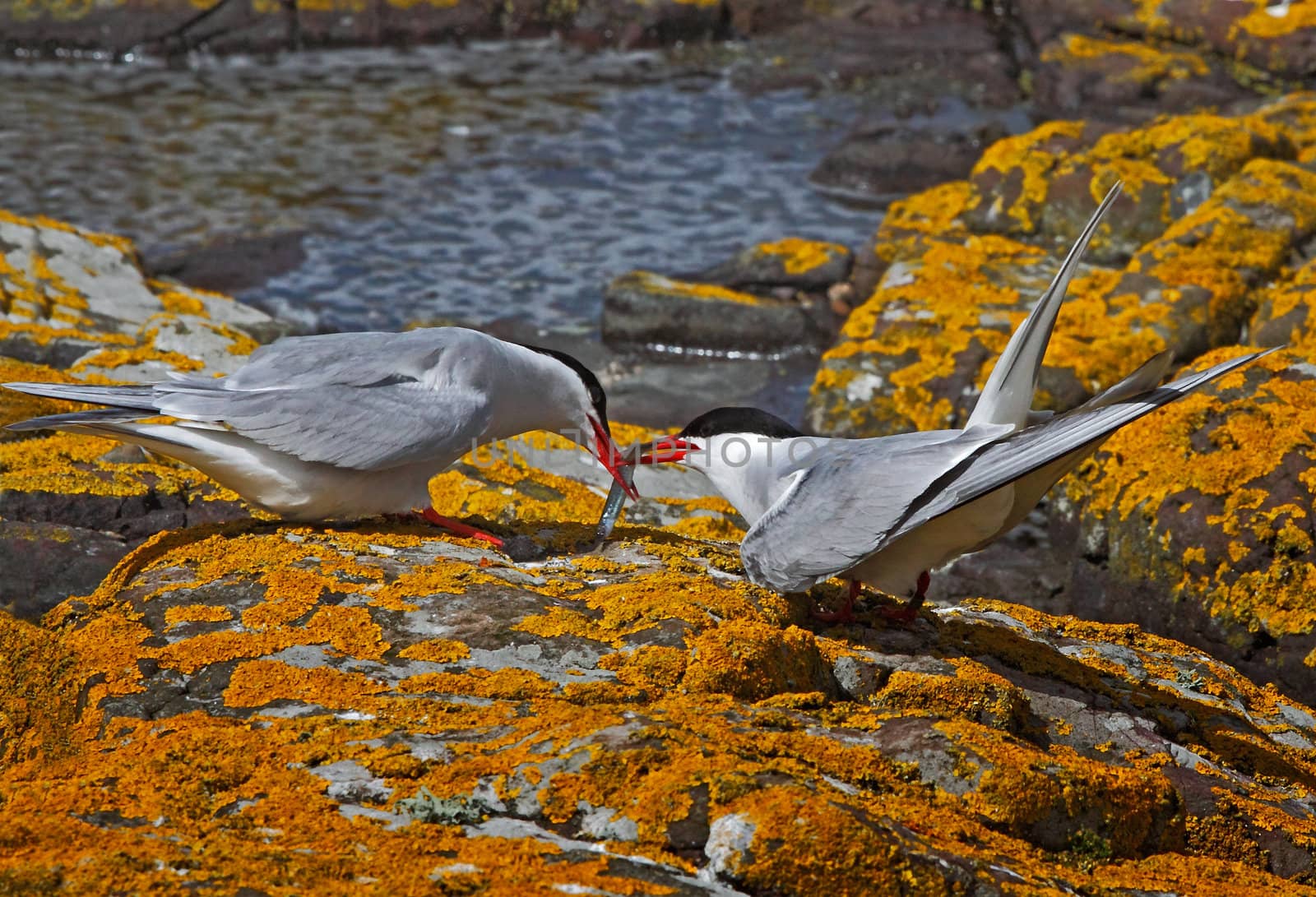 A male Arctic Tern passes his catch to a female, on the Farne Islands in Northumberland, England.