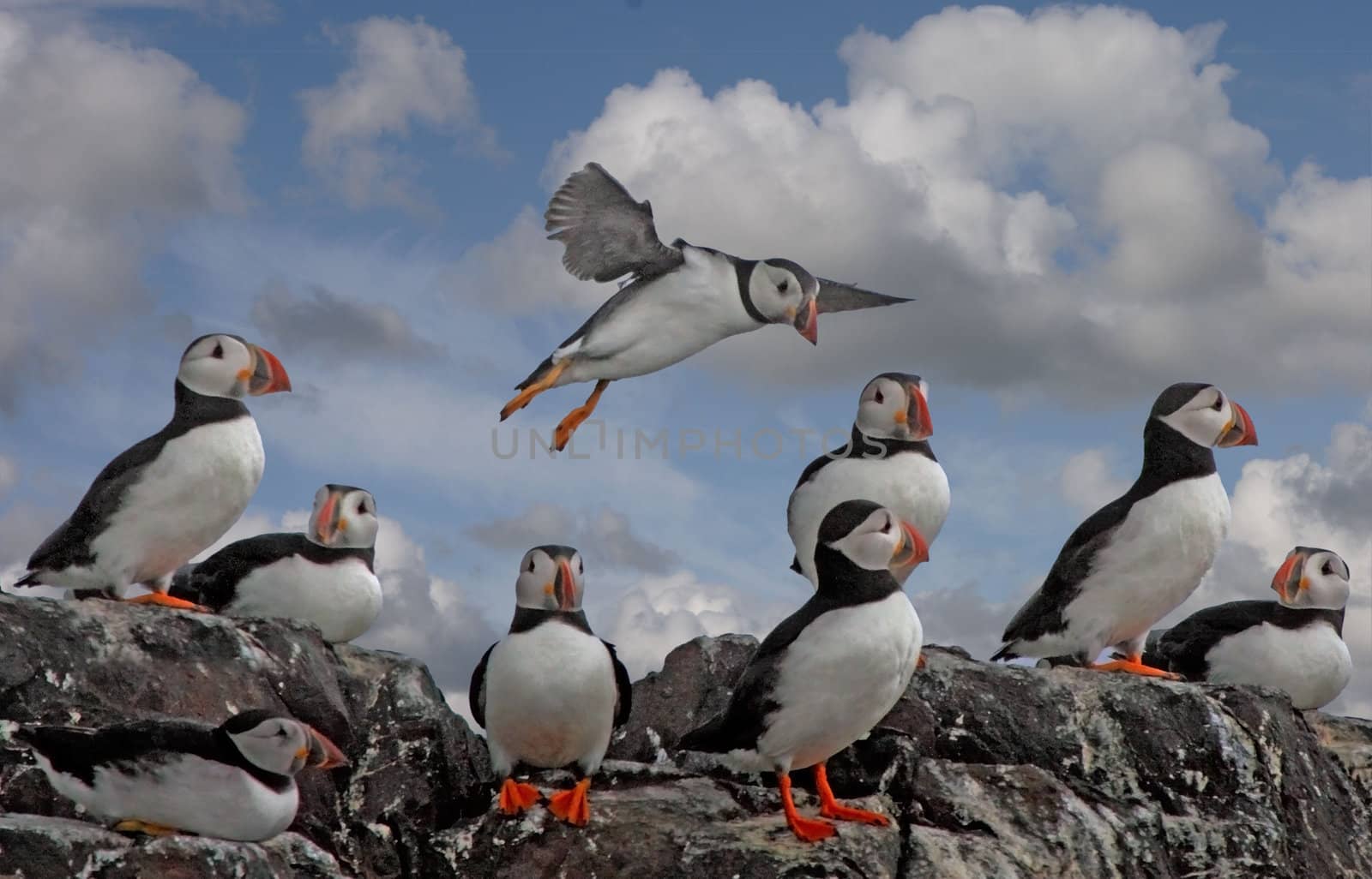 Puffins on a cliff top on the Farne Islands in Northumberland, England.