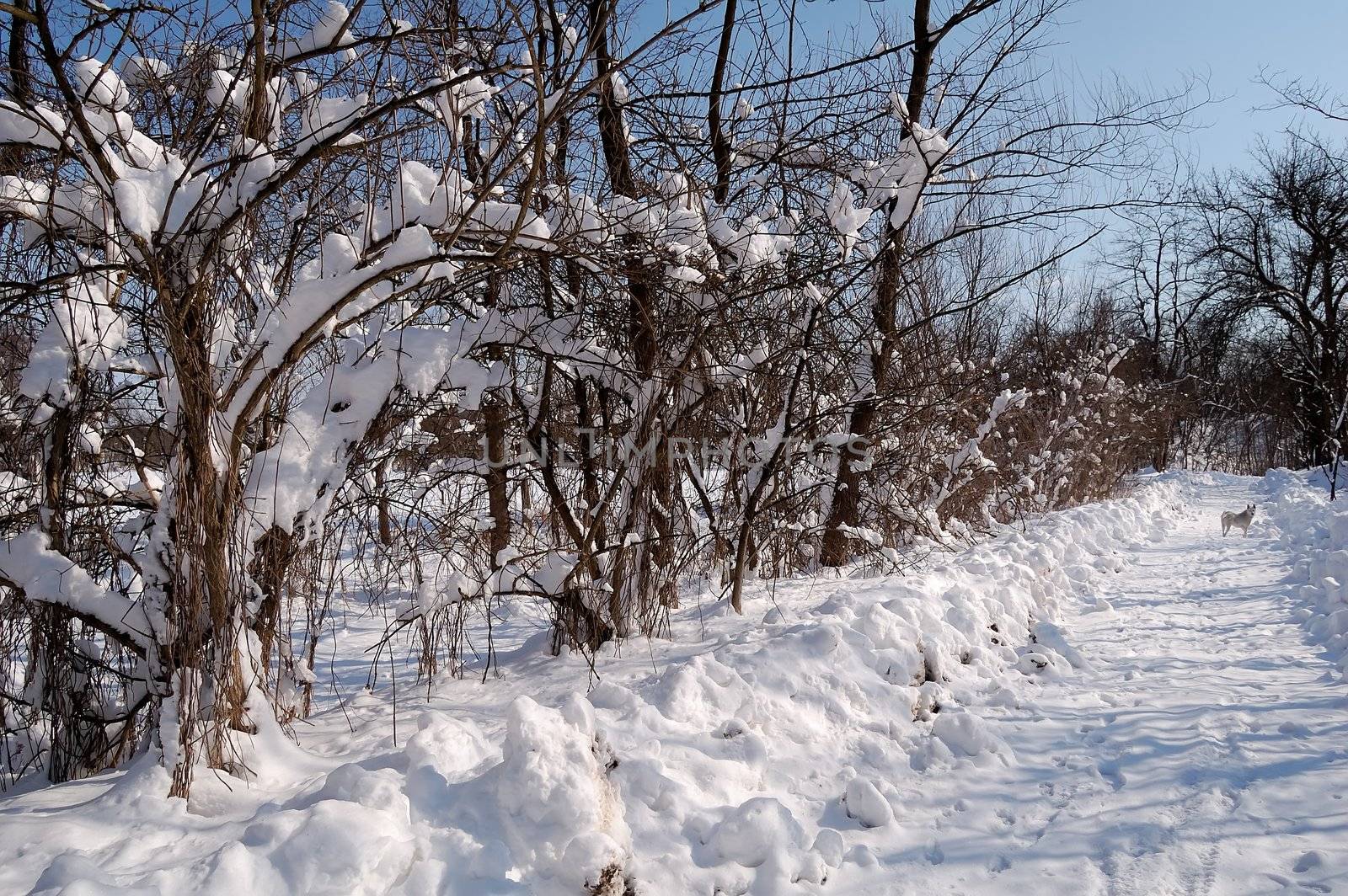 winter sun day in country, snow and trees