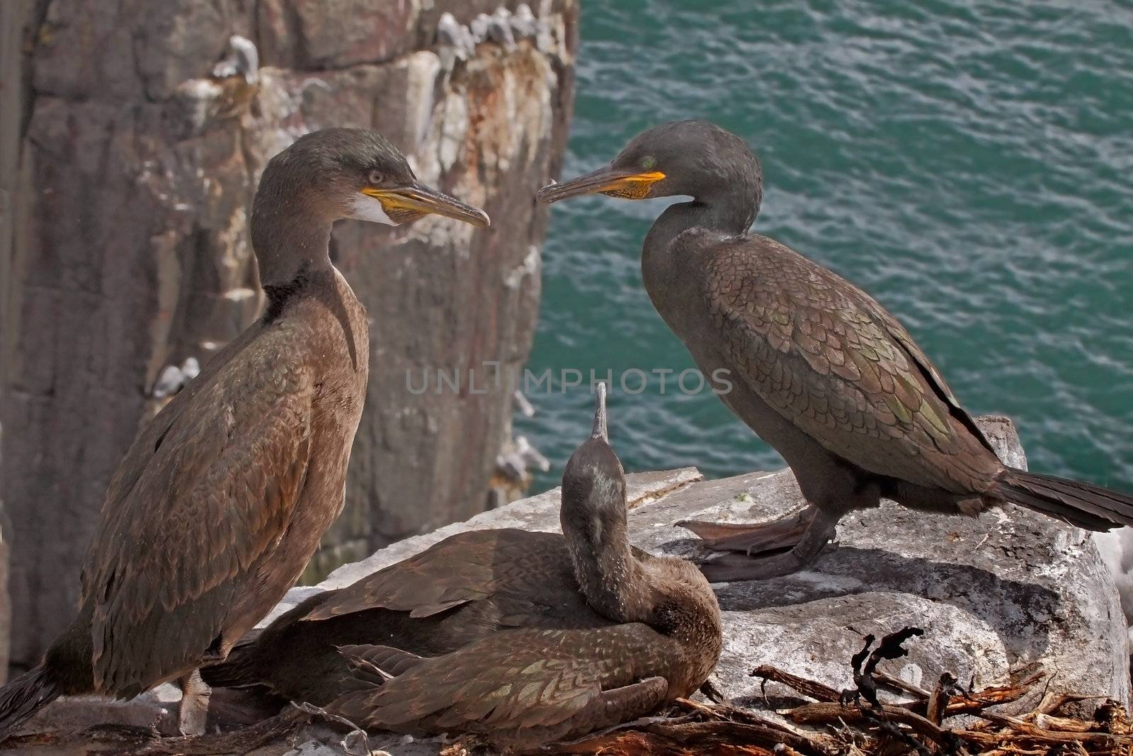 A male and a female Shag with their young chick on the Farne islands in Northumberland, England.