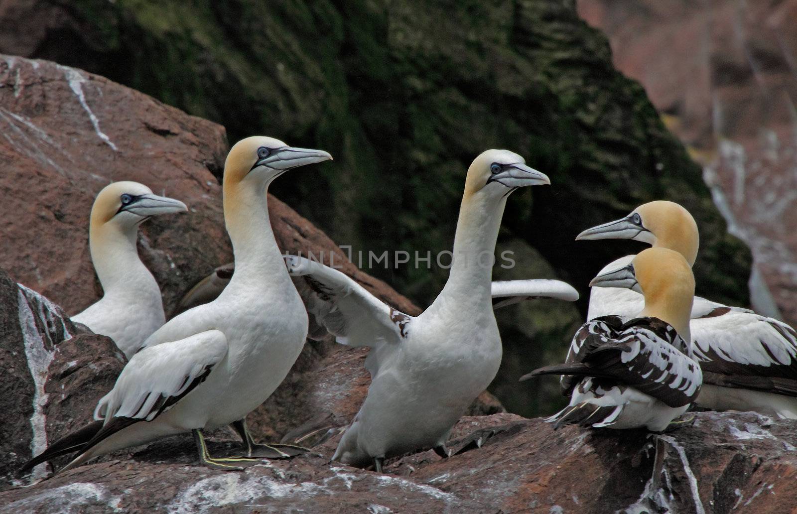 Young immature Northern Gannets gather together on Bass Rock, an island off the coast of Scotland.
