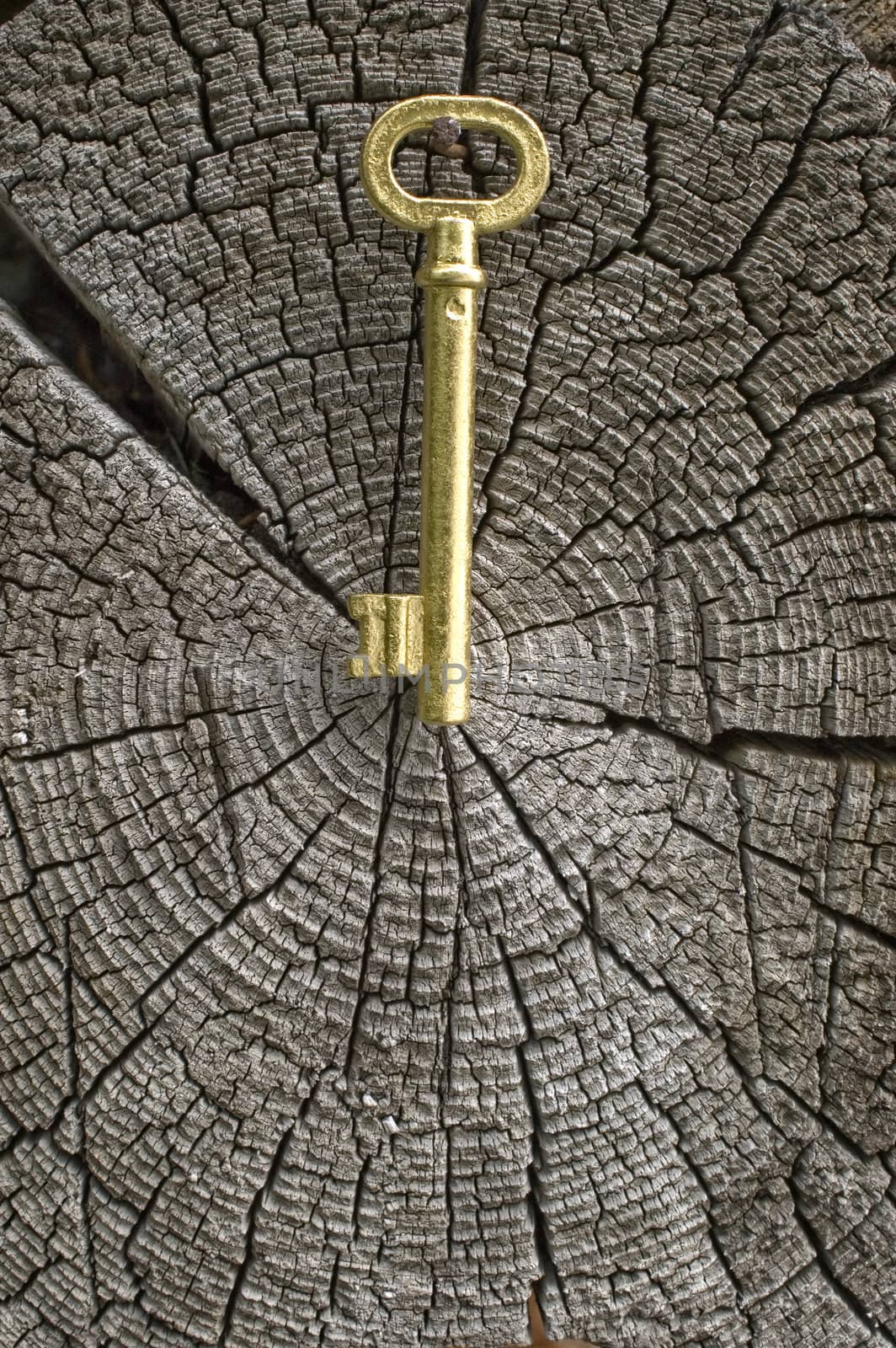 Old key of gold colour on a background of an old tree.
