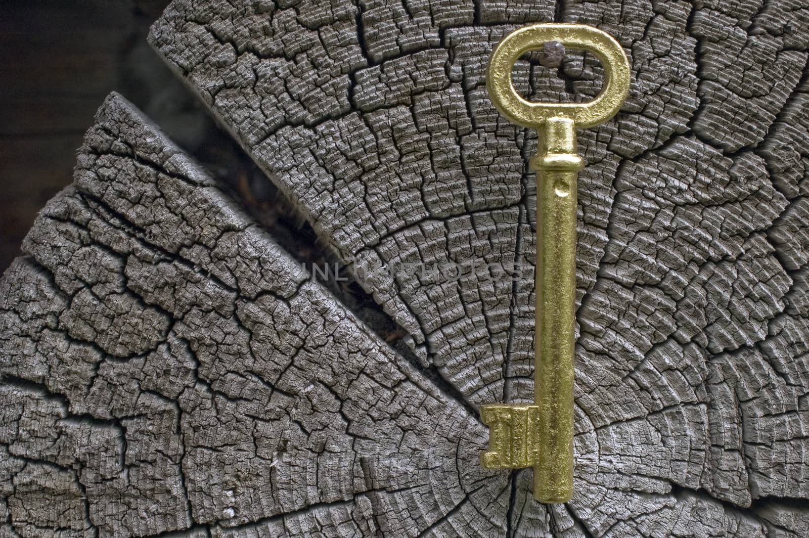 Old key of gold colour on a background of an old tree.