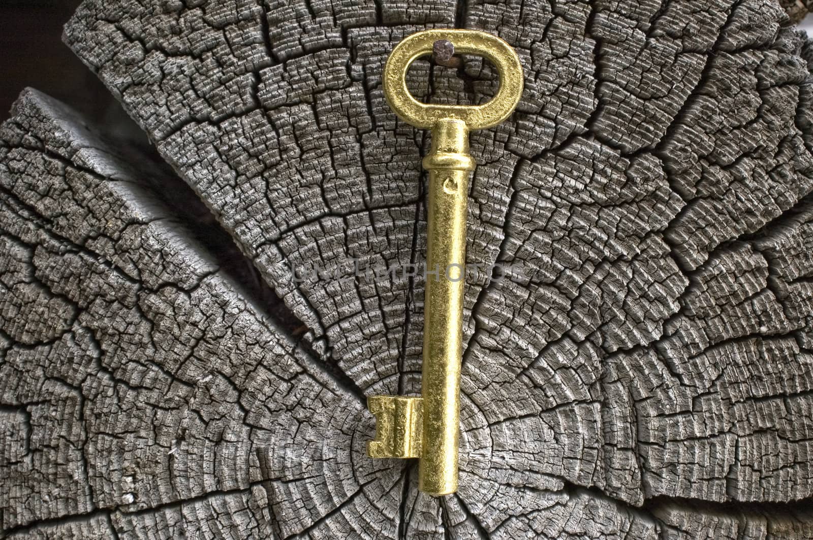 Old key of gold colour on a background of an old tree.