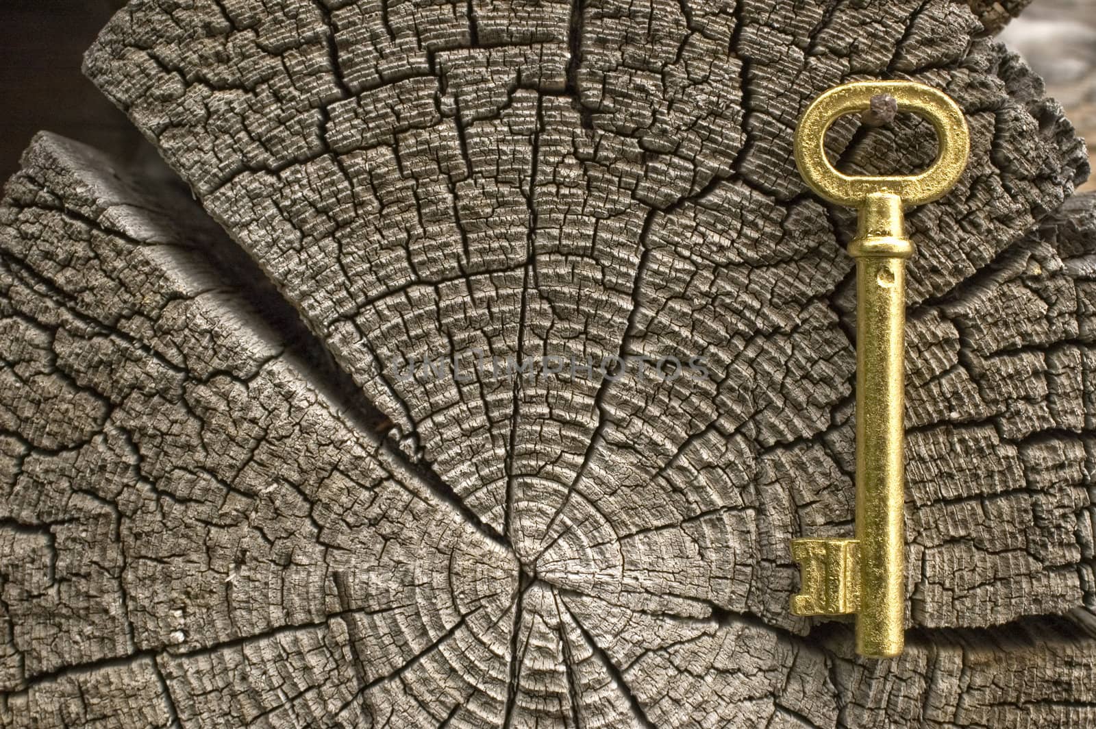 Old key of gold colour on a background of an old tree.
