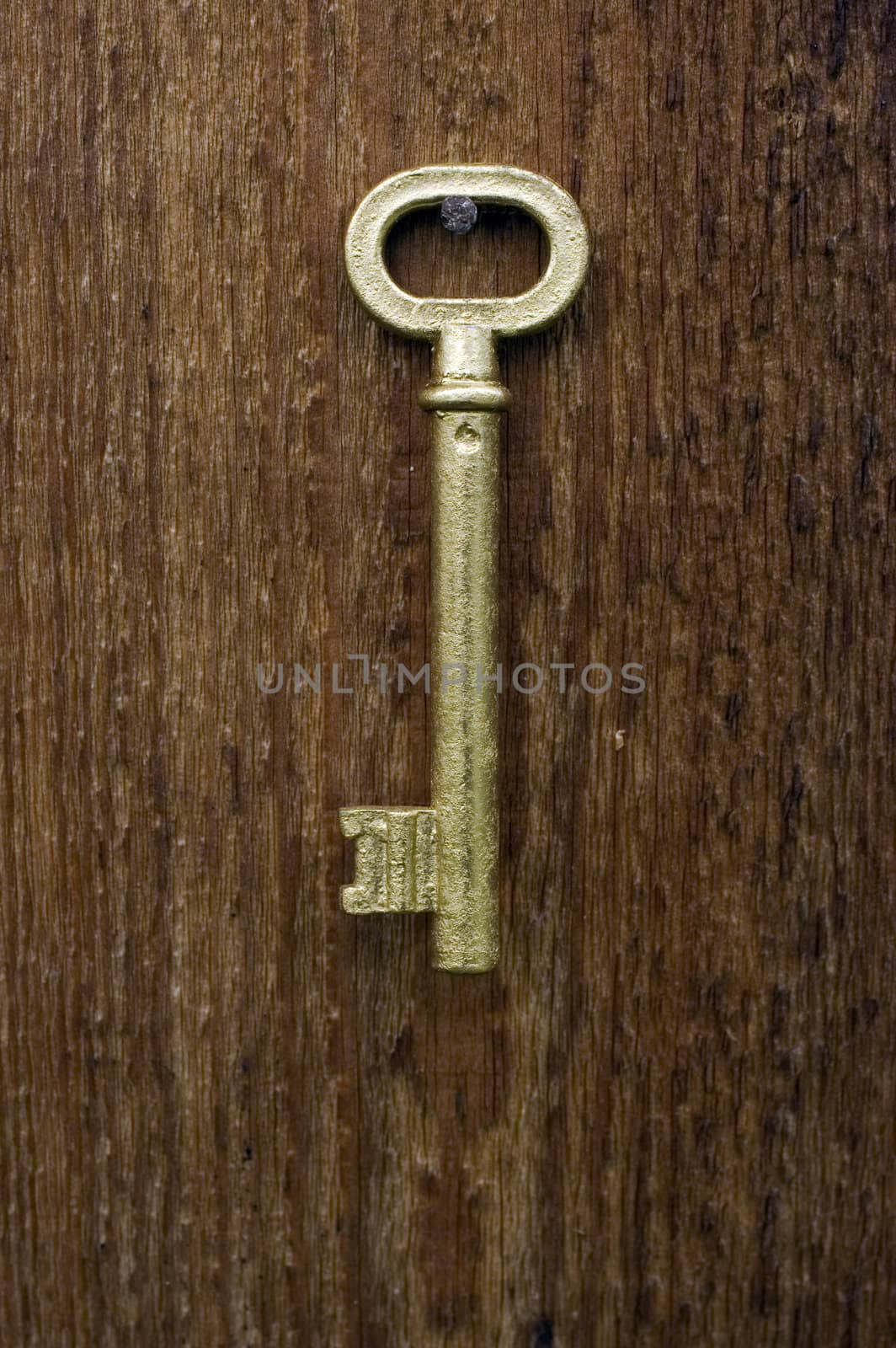 Old key of gold colour on a background of an old tree.
