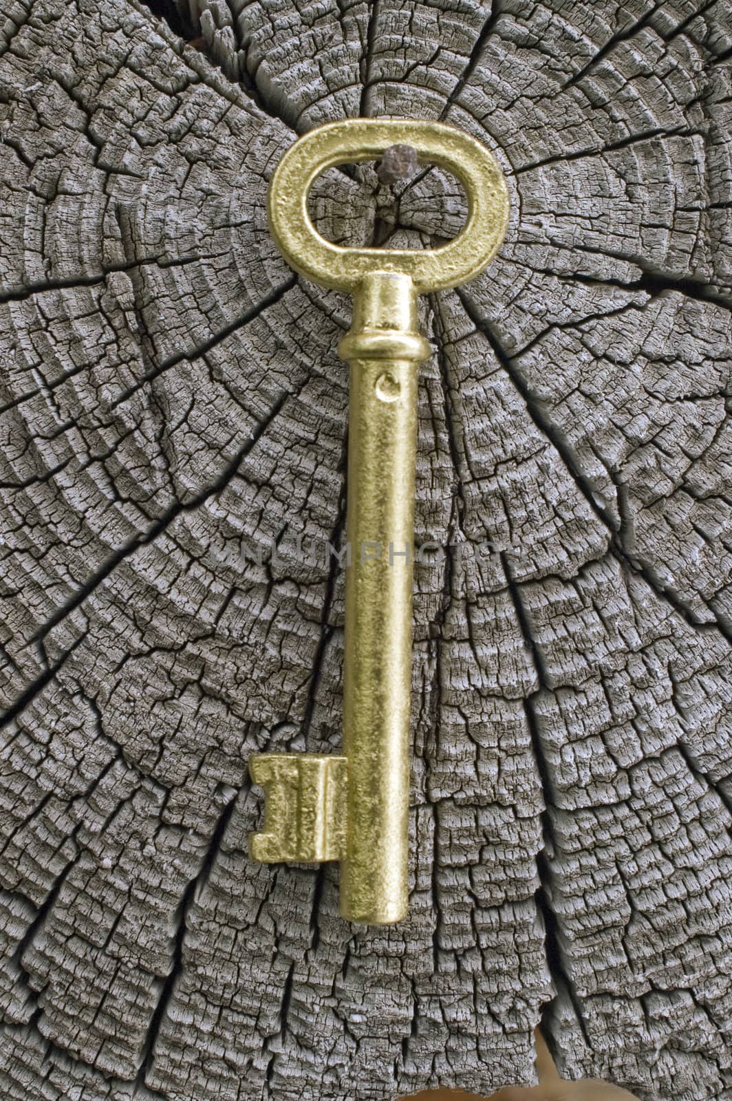 Old key of gold colour on a background of an old tree.