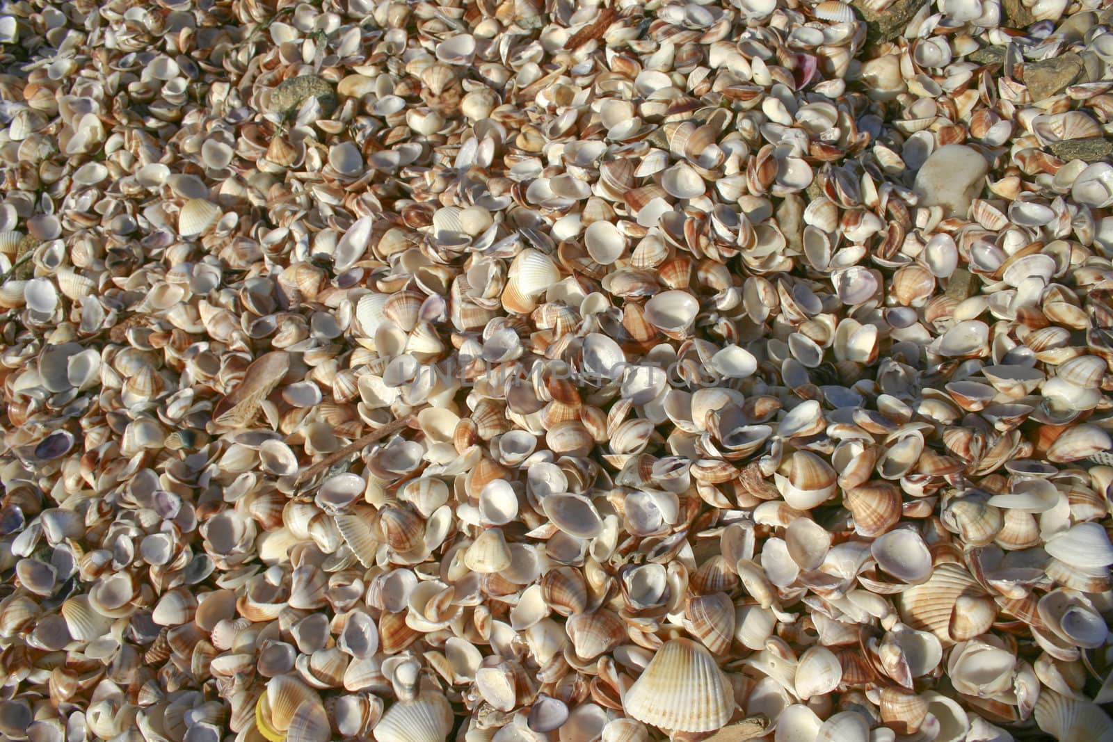 It is a lot of fine sea shells on a coast.