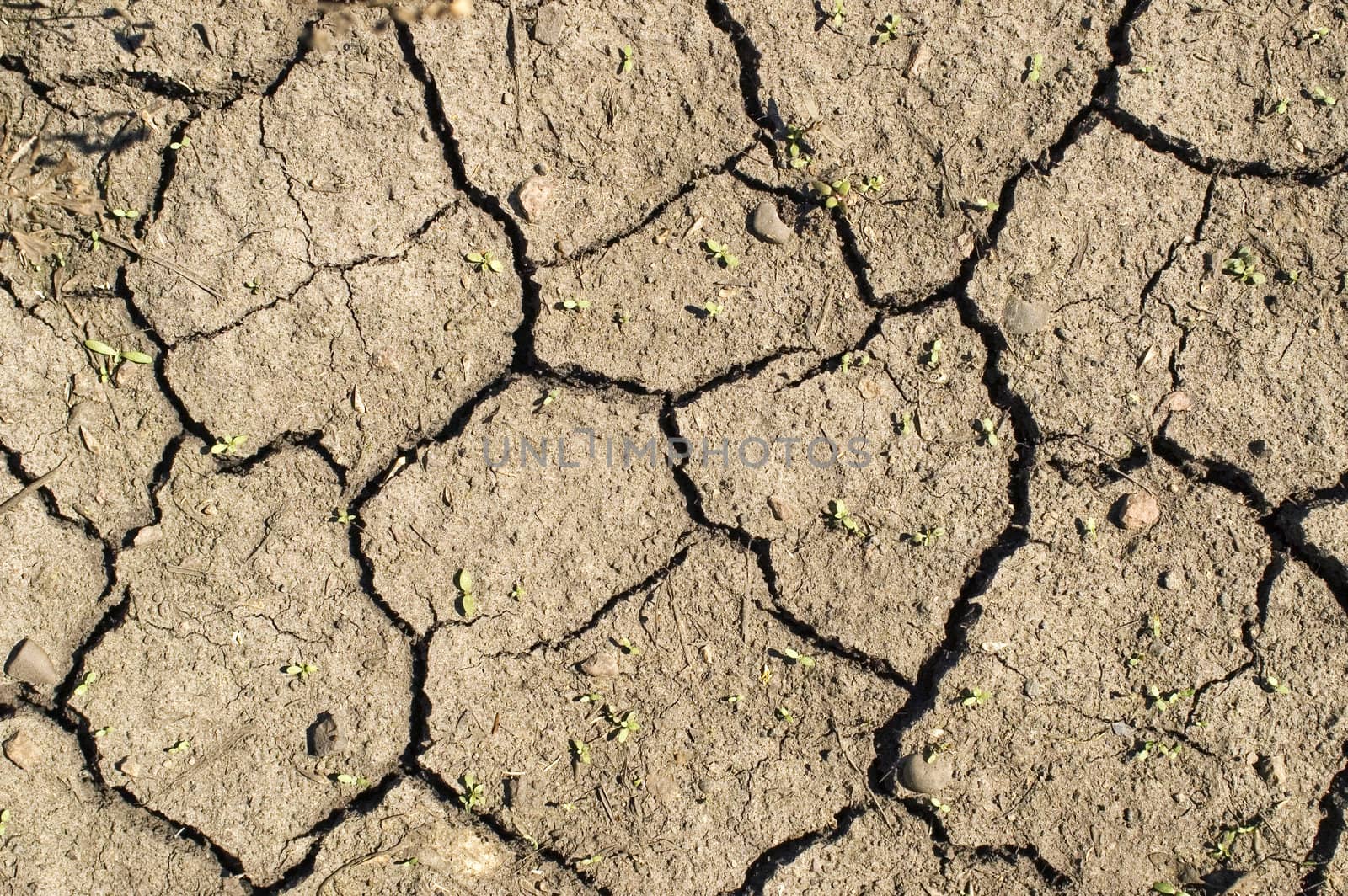 Shallow green bush on a background of dry ground.