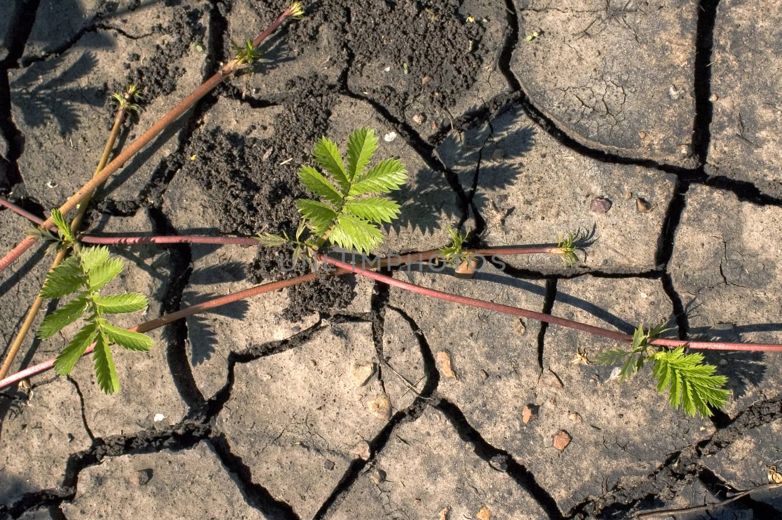 On a background of dry ground two green bushes.
