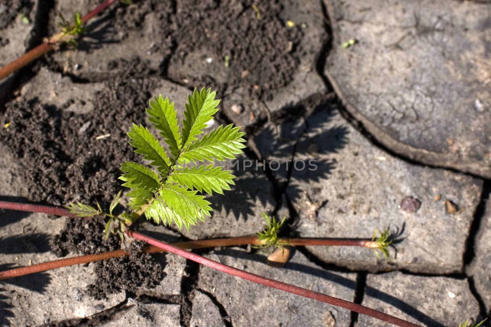 Green bush on a background of dry ground.