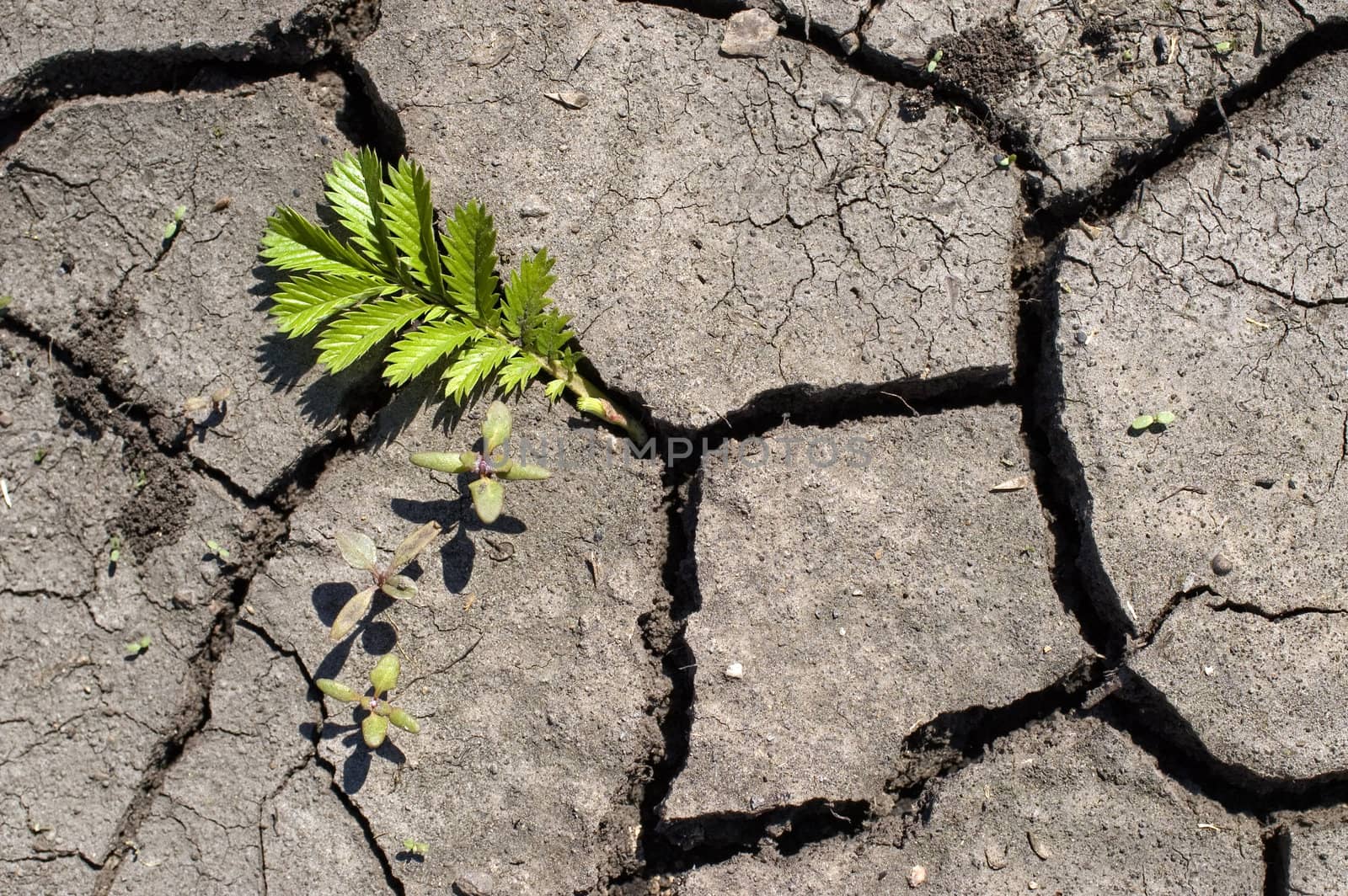 Green bush on a background of dry ground.