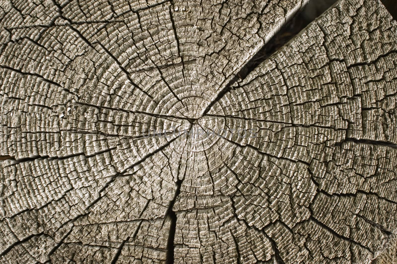 Close-up wooden cut texture.