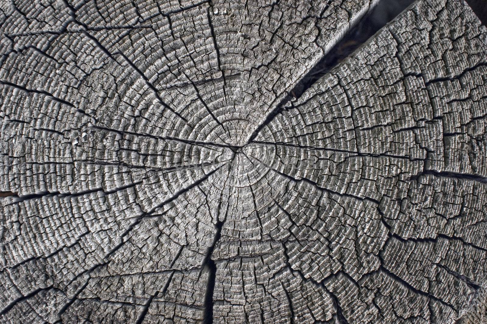 Wood texture background,old log.