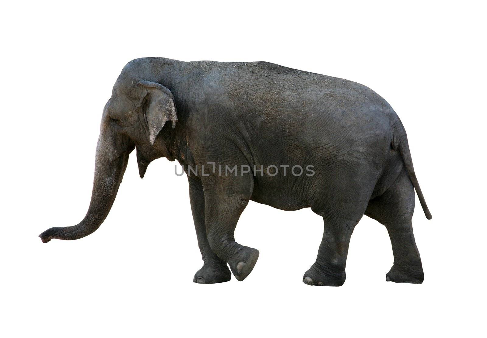 Real elephant isolated on white with clipping mask