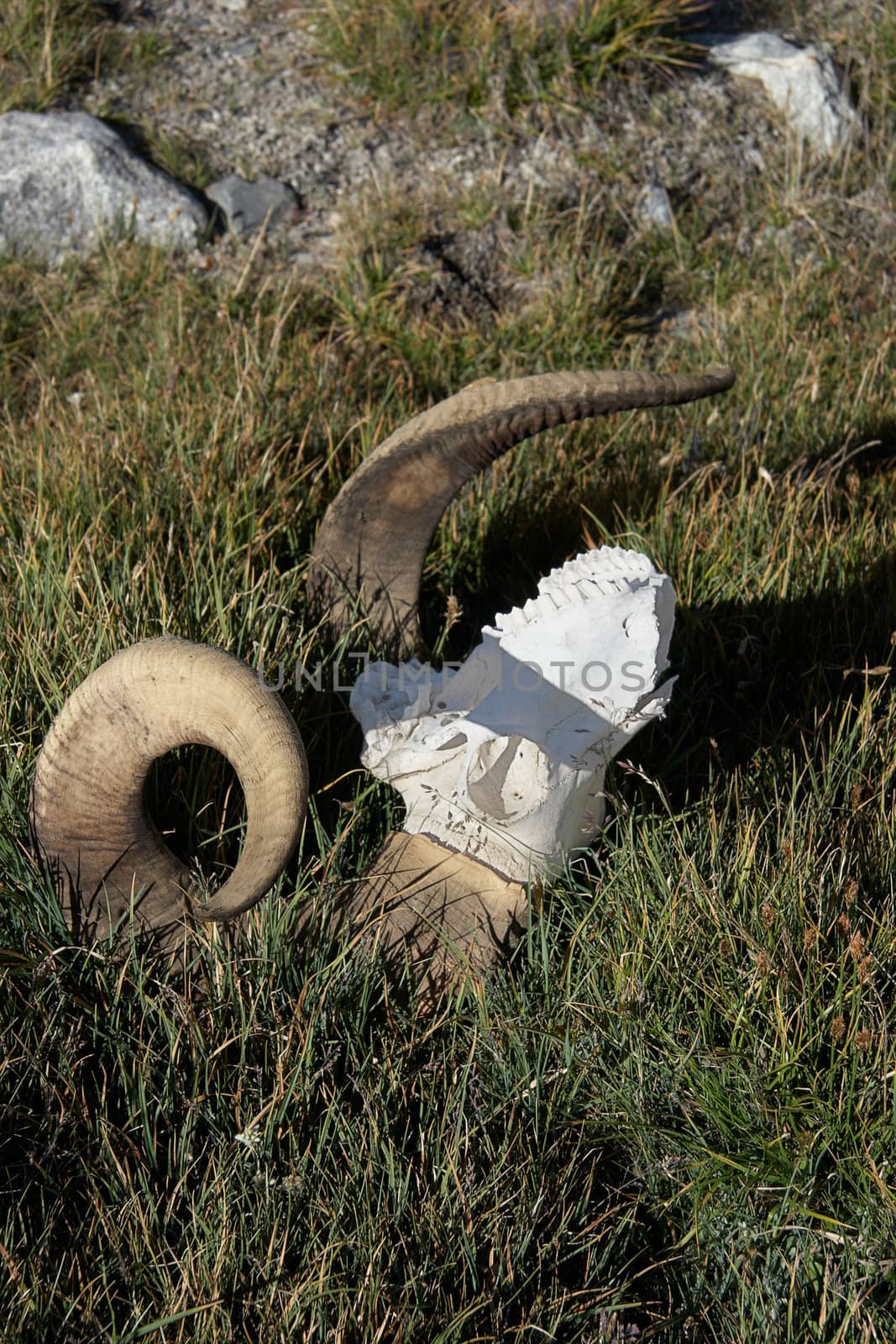 Old bleached mountain ram skull in grass