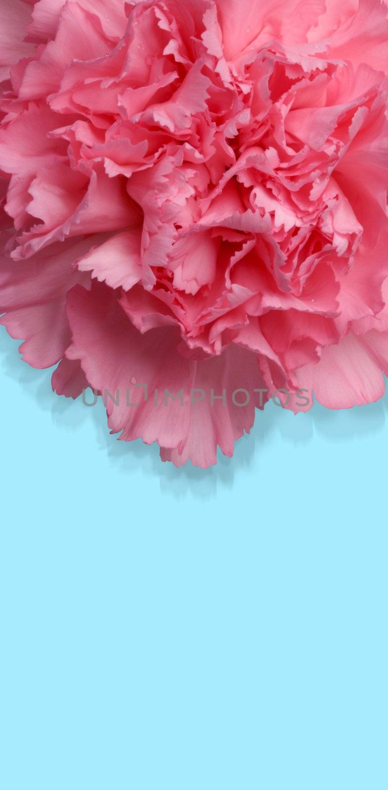 Beautiful macro of carnation flower over blue background - contains a clipping path