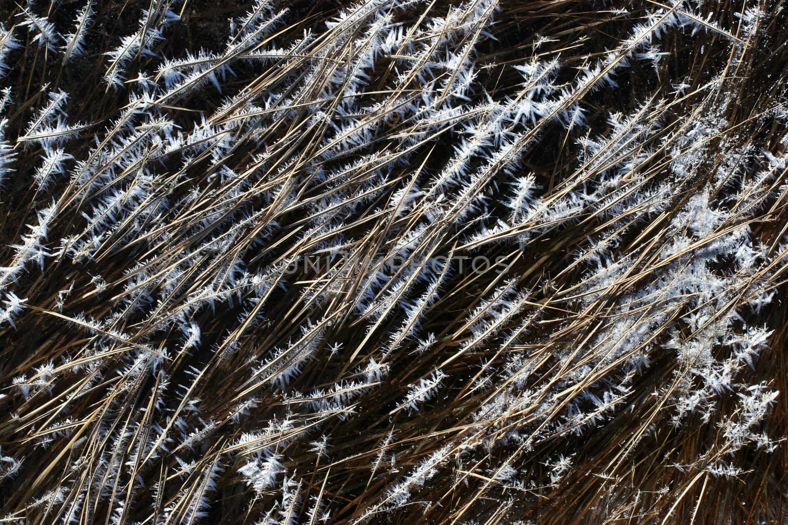 Frosty spikes on grass by klikk