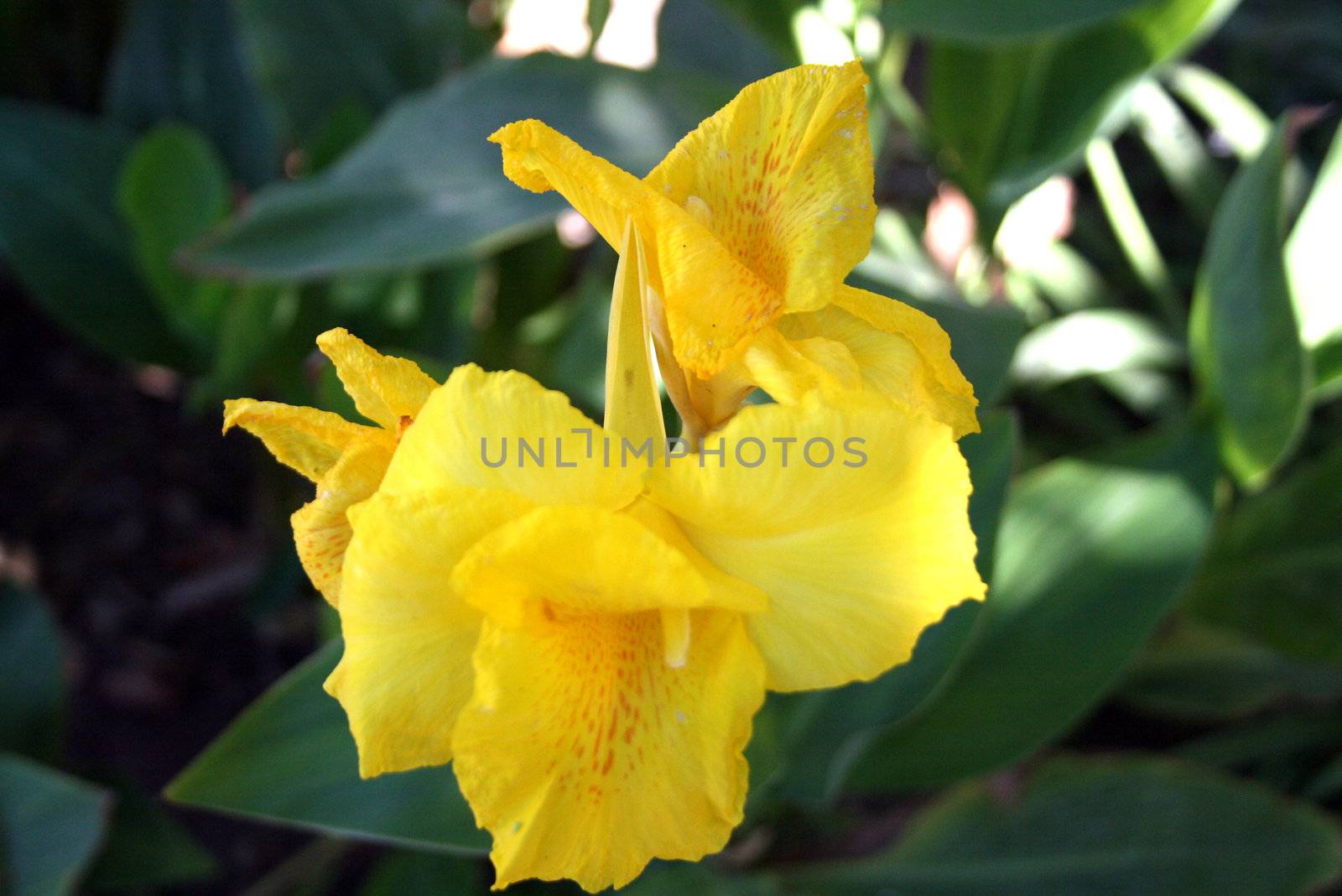 a yellow flower in a garden