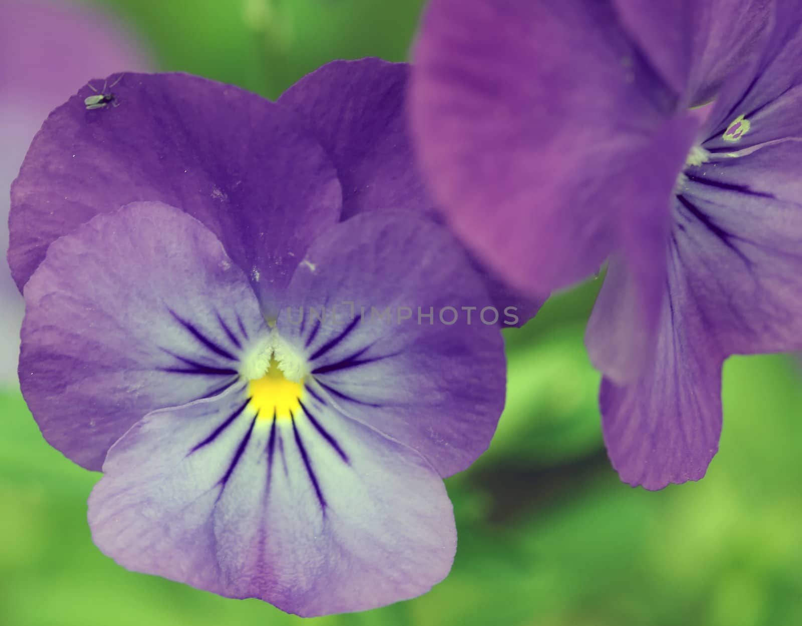Closeup picture of some wild purple Viola tricolor