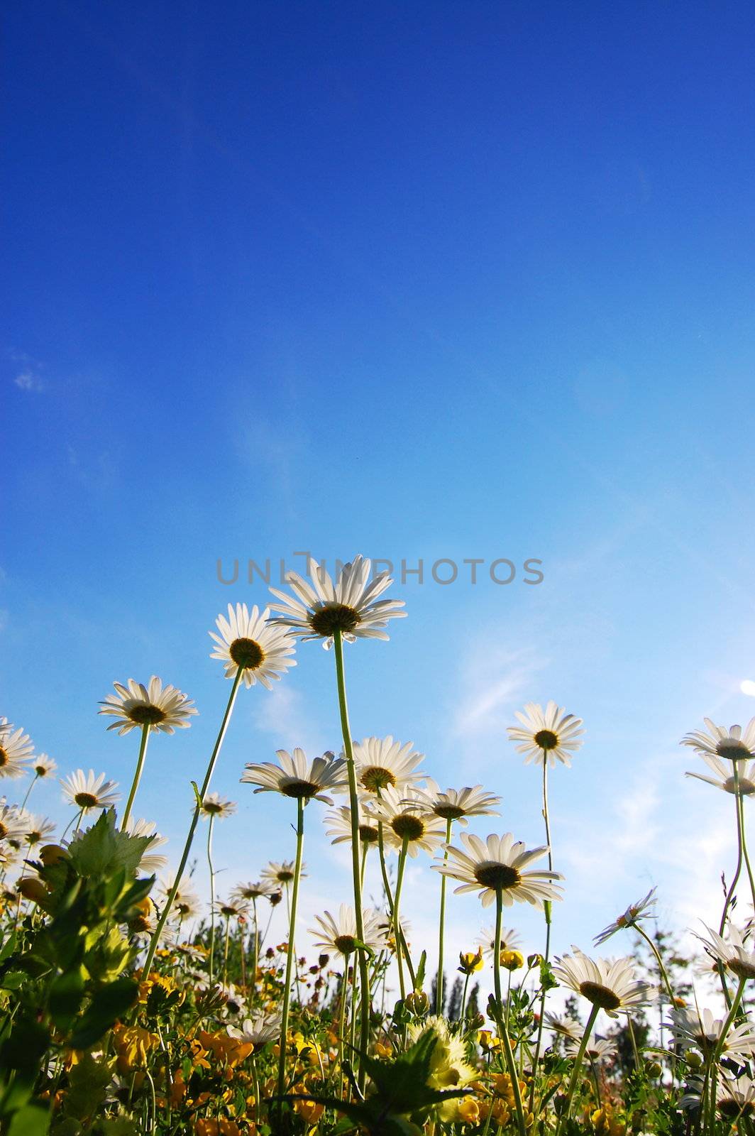 flower in summer under blue sky with copyspace