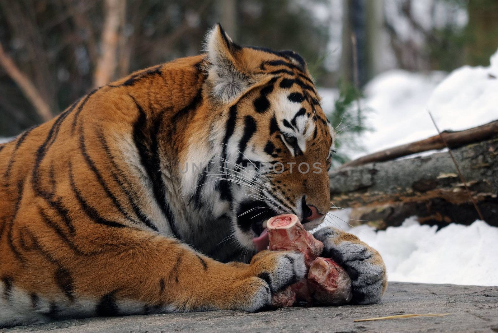Close-up picture of a Siberian Tiger on a cold Winter day