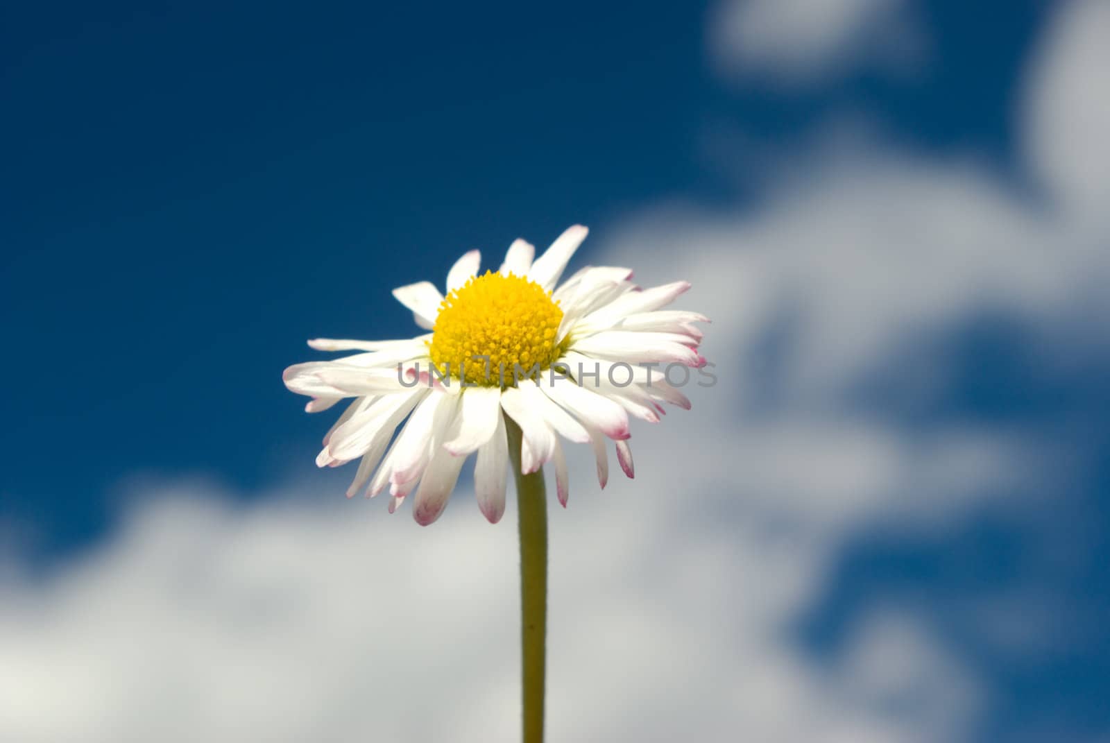 Camomile on a background  the blue sky with clouds